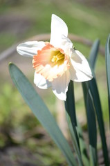 Beautiful bush of hydrangea flowers in a garden