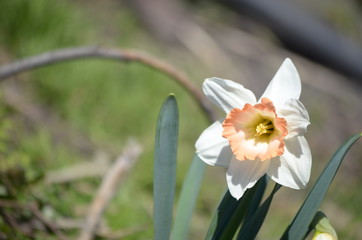 Beautiful bush of hydrangea flowers in a garden