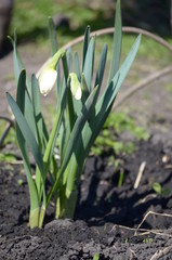 Beautiful bush of hydrangea flowers in a garden