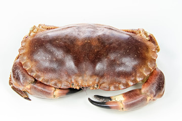 crab isolated on white background