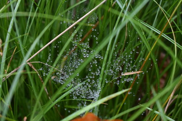 spinnenweben im gras mit morgentau tropfen