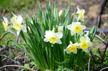 Beautiful bush of hydrangea flowers in a garden
