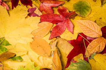 background of autumn leaves. Autumn background