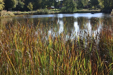 blick über das wasser in den park