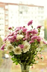 chrysanthemum flowers