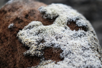 White Moss, nature