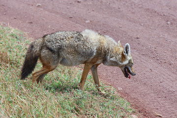 Jackal going on a lawn / Photo of jackal resting in Ngorongoro crater Safari