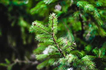 Spruce branch, illuminated 
