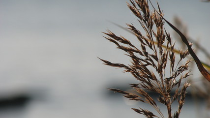 silhouette von pflanzen vor der ostsee und blauen himmel