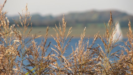 silhouette von pflanzen vor der ostsee und blauen himmel