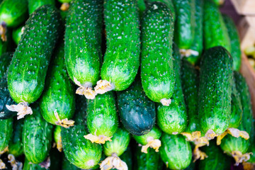 cucumbers from the field