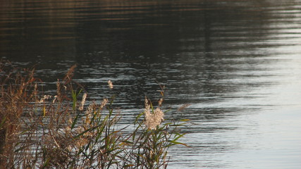 blick über das wasser in den park