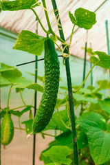 cucumbers on a branch in a greenhouse
