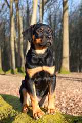 Rottweiler Puppy Sitting on Log in woodland