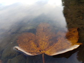 braunes ahornblatt liegt im wasser