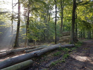 weg durch den wald im herbst