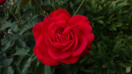 Red rose