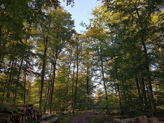 weg durch den wald im herbst