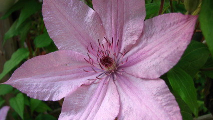 nahaufnahme von einer klematis