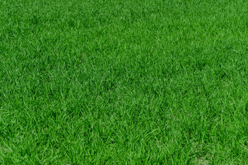 Green grass background texture