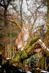 Lynx, Eurasian wild cat