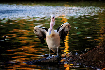 Pelican resting at duckpond