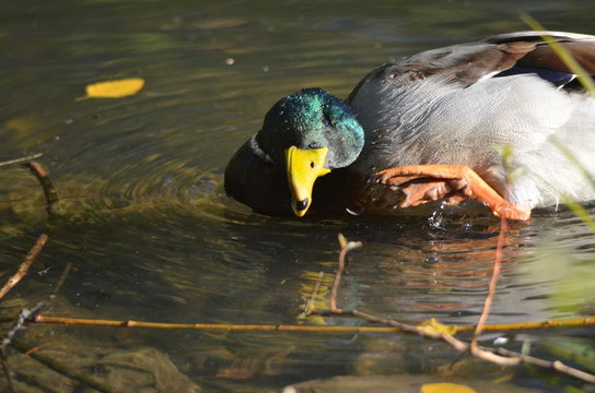 mallard male duck greasing the feathers in a lake near to the shore