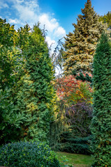 Original green background of a natural mixed texture of evergreens: Buxus sempervirens, Thuja occidentalis Columna, Berberis thunbergii Atropurpurea, Picea pungens. Nature concept for design