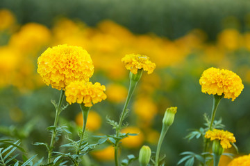 Yellow Marigolds (Tagetes erecta Linn.)