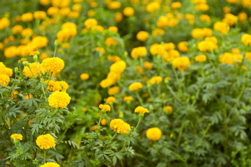 Yellow Marigolds (Tagetes erecta Linn.)