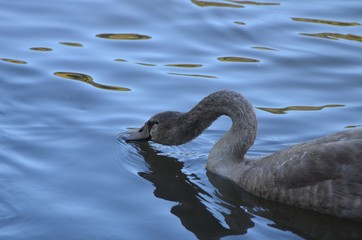 young wild swan with grey feathers looks for food underwater, hungry bird in natural habitat in a lake