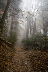 Jesienny las © Kasia R.