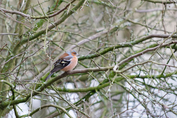 Common Chaffinch (Fringilla coelebs) perched in a tree on a chilly February day