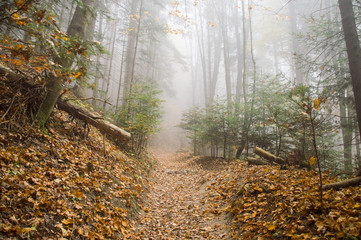 Jesienny las © Kasia R.