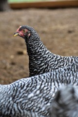 black and white chicken hen close up