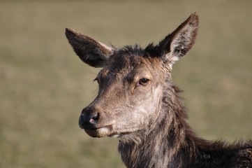 Weiblicher Damhirsch