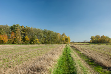 Fototapeta premium Country road through fields to the forest. Autumn view