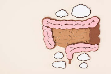 elevated view of human large intestine on beige