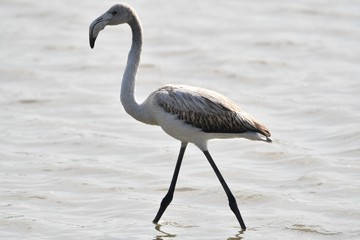 flamant rose juvénile