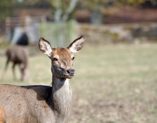 Weiblicher Damhirsch