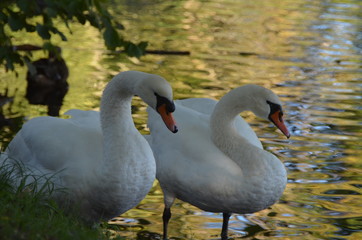 two white swans on the shore of a lake between leaves and bushes, graceful birds outside of the...
