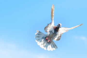 speed racing pigeon flying against clear blue sky