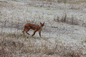 Caracal going on Safari / Photo of caracal resting in Ngorongoro crater Safari