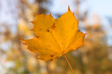 Pomarańczowy liść klonu. Jesienny liść.