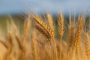 Wheat germs grow on the field. Beautiful wheat field.