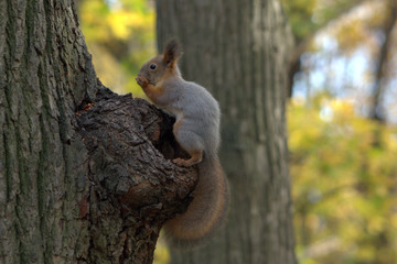 squirrel on a tree