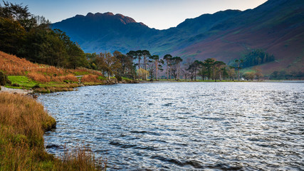 Buttermere Lake and Pines below Haystacks Fells / Buttermere is a lake in the English Lake District which is now a Unesco World Heritage Site.