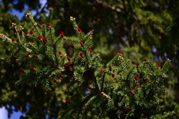 Blooming tree, red fir cones, fruits ate