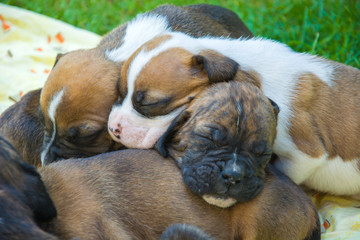 Group of sleeping boxer puppies.