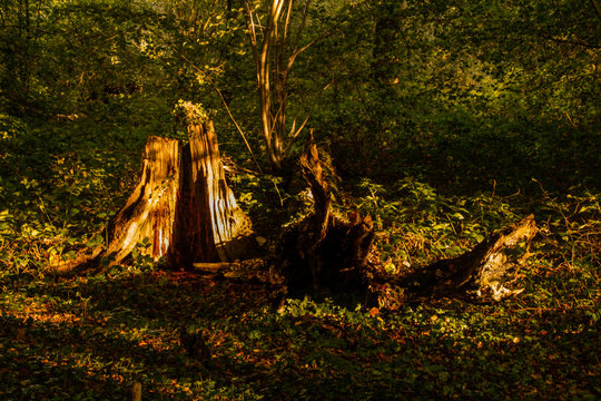 Knorriger alter verwitterter Baumstumpf im Herbstwald